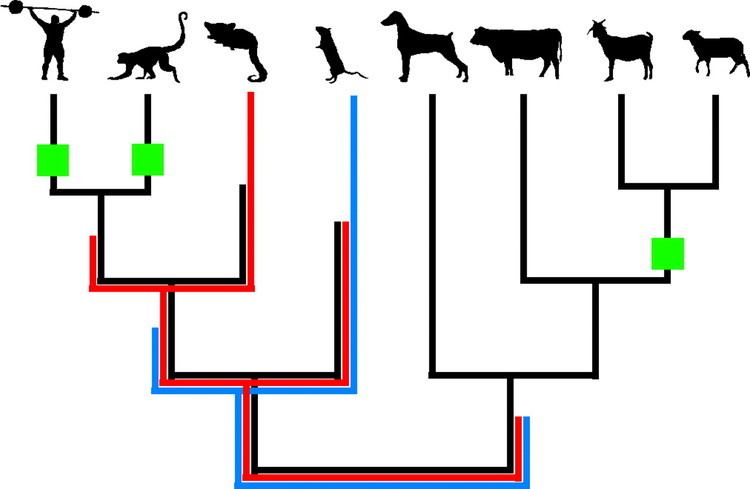 Boreoeutheria Ancient origin of placental expression in the growth hormone genes