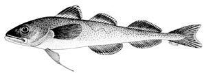 Boreogadus saida FAO Fisheries amp Aquaculture Species Fact Sheets Boreogadus saida