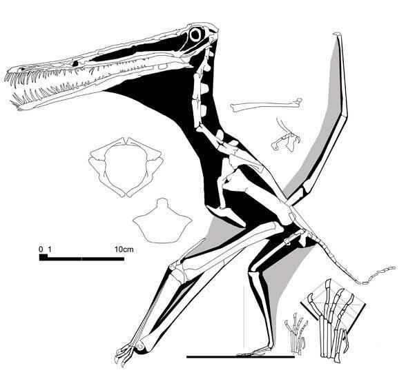 Boreopterus boreopterus588jpg