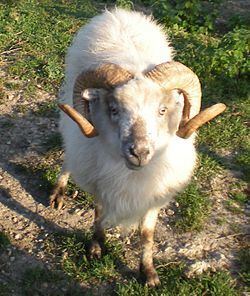 Boreray sheep httpsuploadwikimediaorgwikipediacommonsthu
