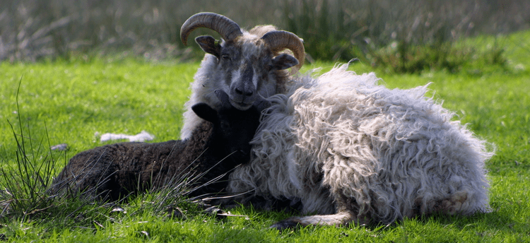 Boreray sheep Soay SheepBoreray SheepRare Breed SheepSalesAdviceInformation
