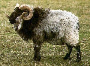 Boreray sheep - Alchetron, The Free Social Encyclopedia
