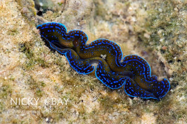 Boring clam Boring Clam Tridacna crocea DSC6982 Nicky Bay Flickr