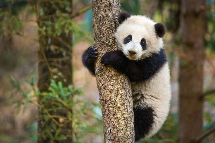 Born in China Disneynature39s Born In China gets a new trailer opening week box