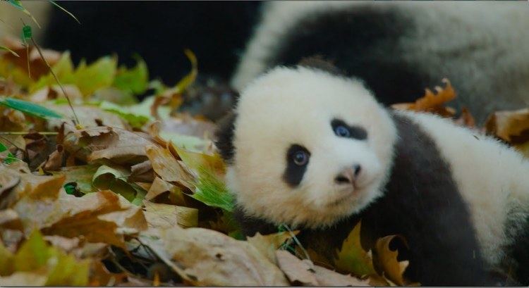 Born in China Disneynature39s Born in China Official US Trailer YouTube
