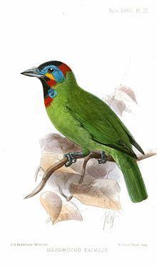Bornean barbet httpsuploadwikimediaorgwikipediacommonsthu