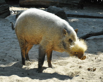 Bornean bearded pig Bearded Pig Untamed Science