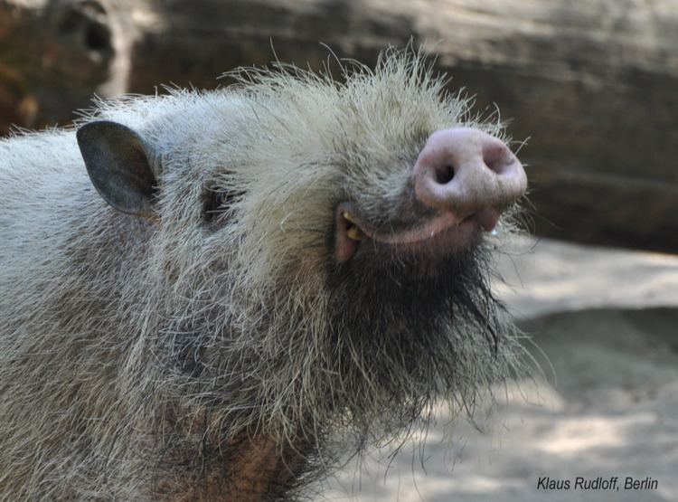 Bornean bearded pig Let39s do Some Zoology Bornean Bearded Pig Sus barbatus is a