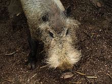 Bornean bearded pig Bornean bearded pig Wikipedia
