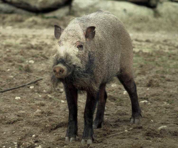Bornean bearded pig httpsuploadwikimediaorgwikipediacommons66