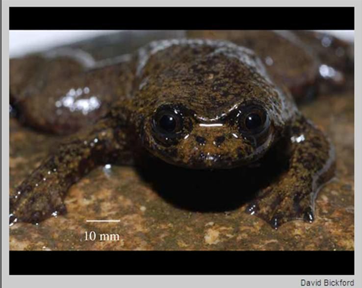 Bornean flat-headed frog httpsfrogmattersfileswordpresscom200804lu