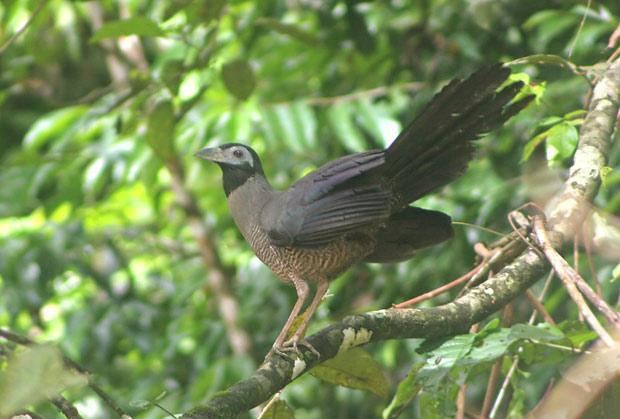 Bornean ground cuckoo Bornean Groundcuckoo Carpococcyx radiceus videos photos and
