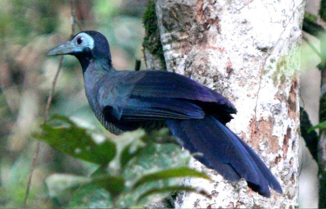 Bornean ground cuckoo Oriental Bird Club Image Database Photographers