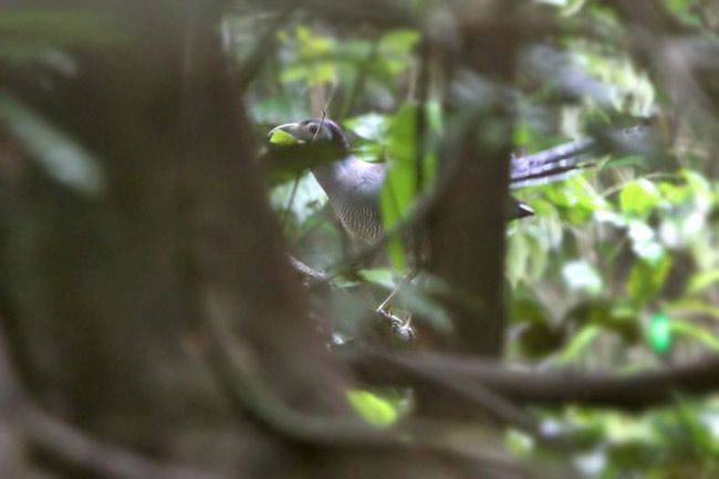 Bornean ground cuckoo Bornean Groundcuckoo Carpococcyx radiceus videos photos and