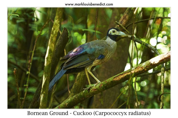 Bornean ground cuckoo Bornean Ground Cuckoo Carpococcyx radiatus An endemic Flickr