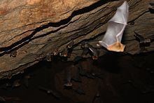 Bornean horseshoe bat httpsuploadwikimediaorgwikipediacommonsthu