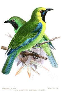 Bornean leafbird httpsuploadwikimediaorgwikipediacommonsthu