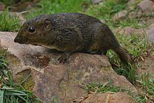 Bornean mountain ground squirrel httpsuploadwikimediaorgwikipediacommonsthu
