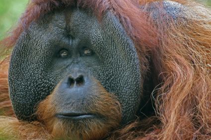 Bornean orangutan Bornean Orangutan Facts Endangered Animals