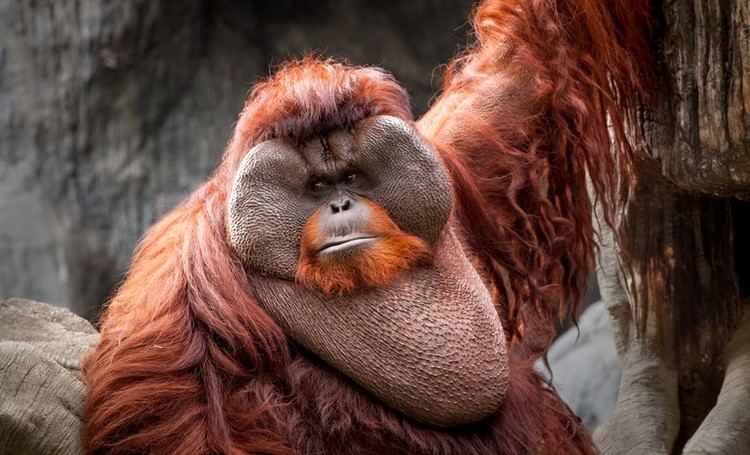 Bornean orangutan Bornean Orangutan Facts Habitat Diet Life Cycle Baby Pictures