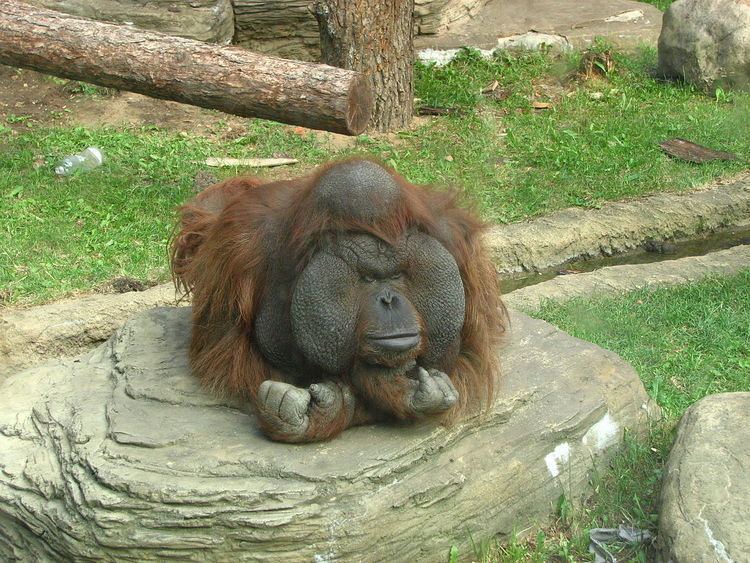 Bornean orangutan Bornean orangutan Wikipedia