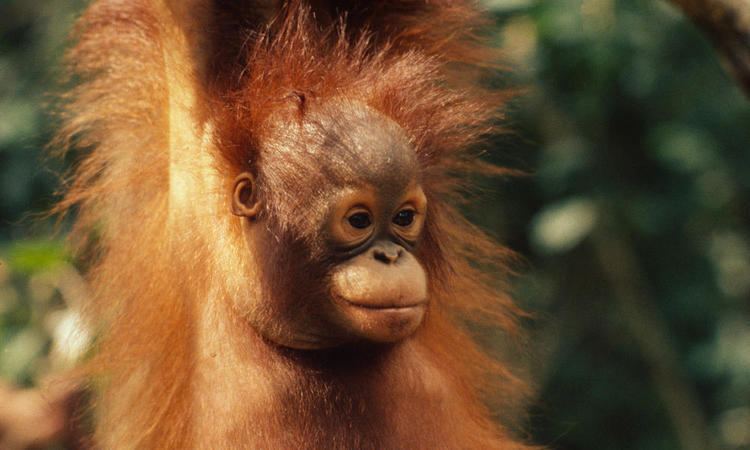 Bornean orangutan assetsworldwildlifeorgphotos1150imagesstory