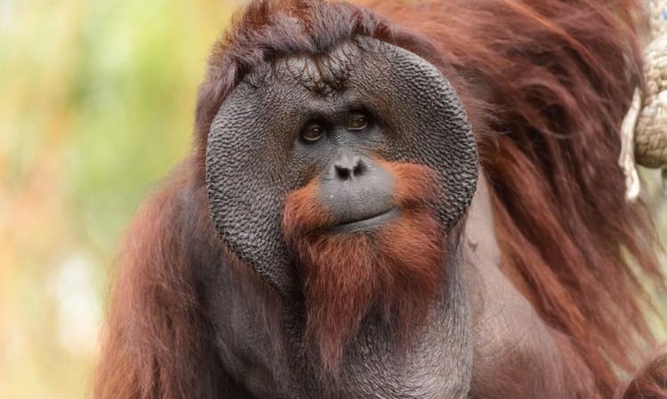 Bornean orangutan Bornean orangutans now 39critically endangered39 says IUCN