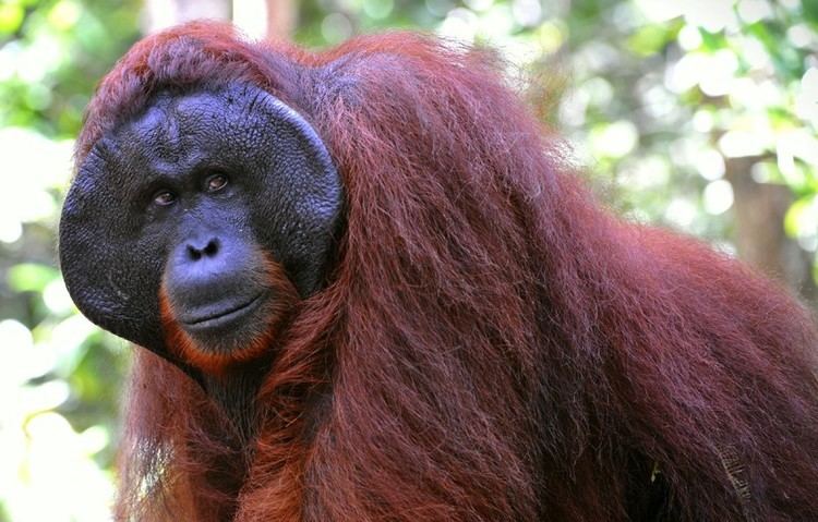 Bornean orangutan Bornean Orangutan Pongo pygmaeus about animals