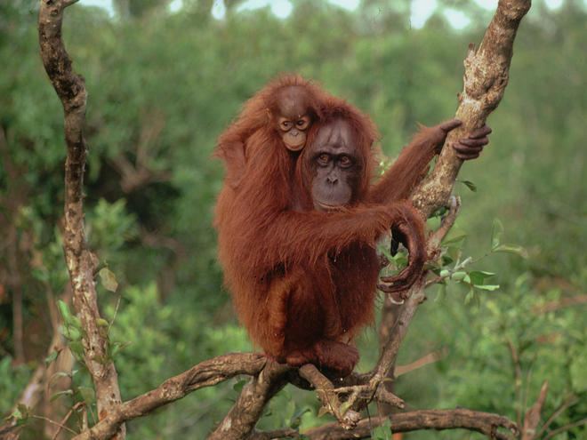 Bornean orangutan Bornean Orangutan Species WWF