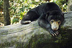 Bornean Sun Bear Conservation Centre httpsuploadwikimediaorgwikipediacommonsthu