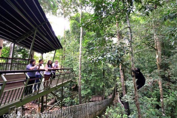 Bornean Sun Bear Conservation Centre Bornean Sun Bear Conservation Centre Places Destination Sabah