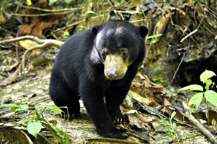 Bornean Sun Bear Conservation Centre Sun Bear Encounters APE Malaysia