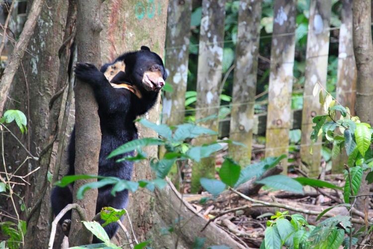 Bornean Sun Bear Conservation Centre Borneo Sun Bear Conservation Centre Paula39s Travels