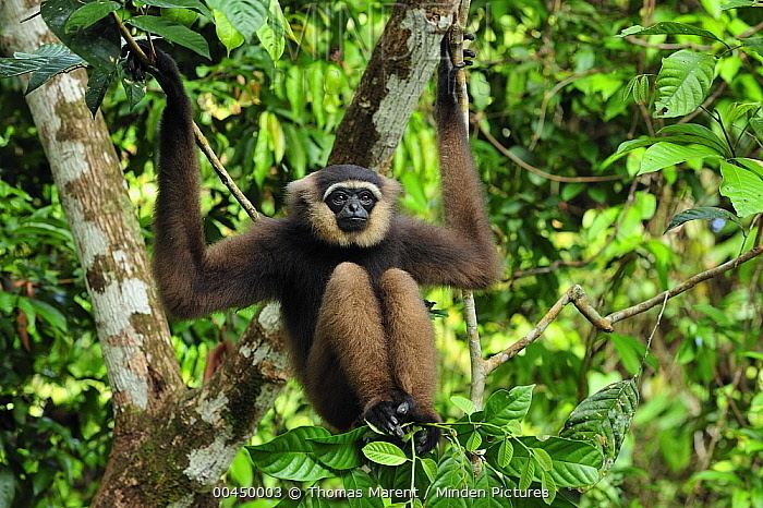 Bornean white-bearded gibbon Minden Pictures stock photos Bornean Whitebearded Gibbon