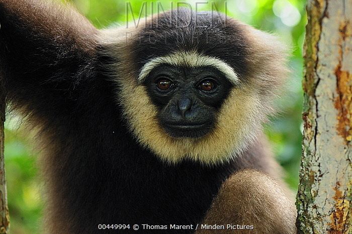Bornean white-bearded gibbon Minden Pictures stock photos Bornean Whitebearded Gibbon