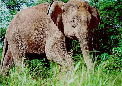 Borneo elephant Borneo elephant Wikipedia