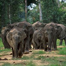 Borneo elephant httpsuploadwikimediaorgwikipediacommonsthu