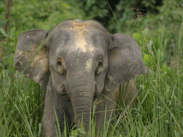 Borneo elephant Borneo Pygmy Elephant Species WWF