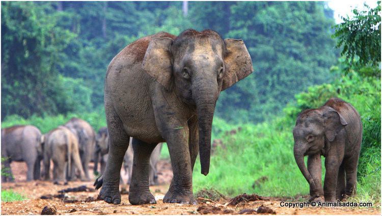 Borneo elephant Borneo Pygmy Elephant Facts Pictures Behavior Appearance