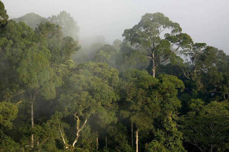 Borneo lowland rain forest 1bpblogspotcom9VxQ0MfHIULSEp2iBgIAAAAAAA