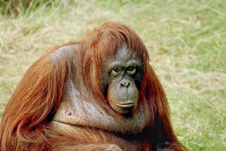 Borneo Orangutan Survival