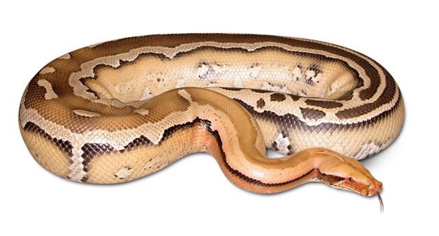 Borneo python SuperStripe Borneo Python Vida Preciosa International Inc