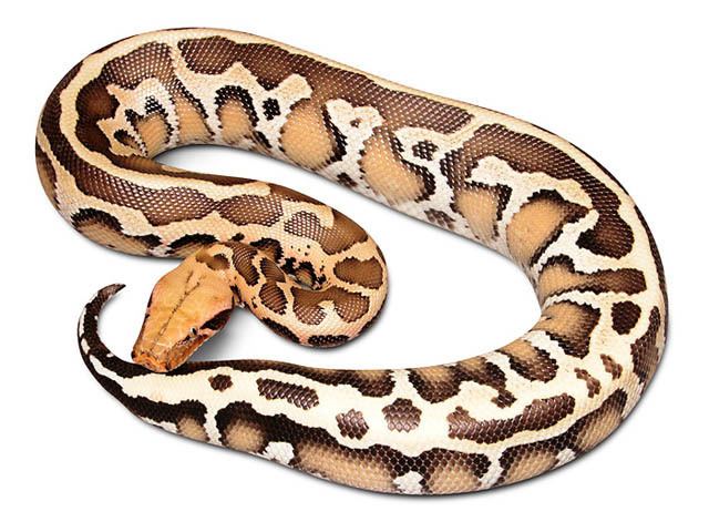 Borneo python Young Borneo Python Vida Preciosa International Inc