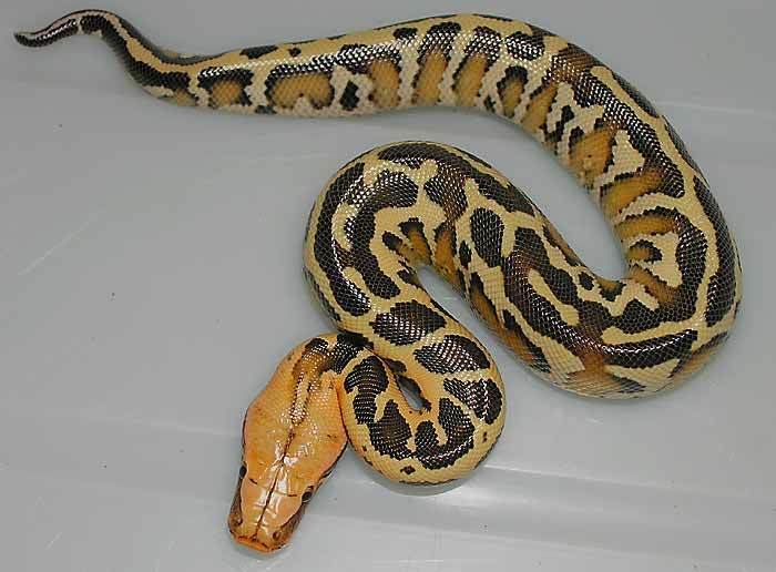 Borneo python ShortTail Python Gallery 1 Borneos Vida Preciosa International