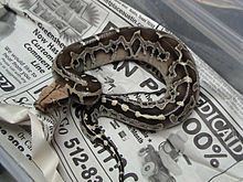Borneo python httpsuploadwikimediaorgwikipediacommonsthu