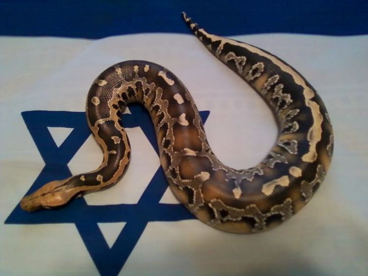 Borneo python Jewish Borneo python