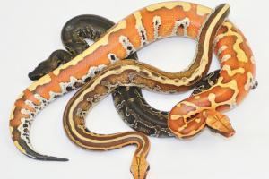 Borneo python Blood and Shorttailed Python Care Sheet