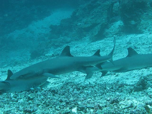 Borneo shark Borneo Shark Endangered Shark