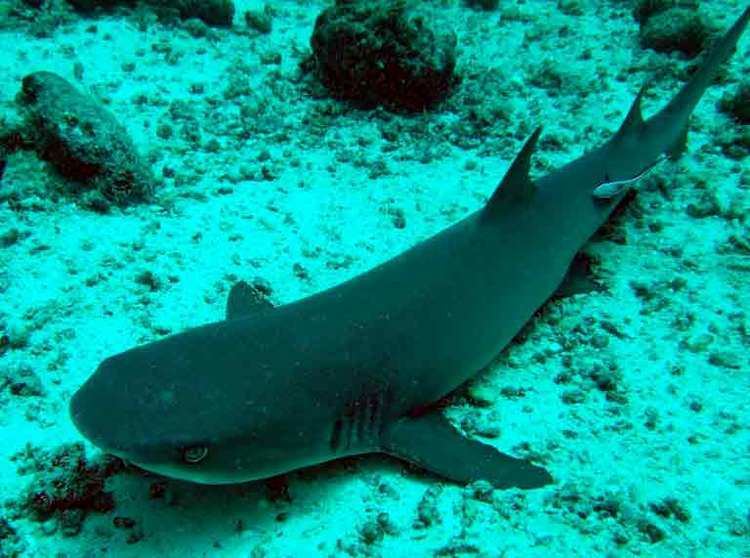 Borneo shark Borneo Shark Endangered Shark