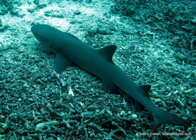 Borneo shark 10 Endangered Shark Borneo Shark Life Sharks Pinterest Sharks